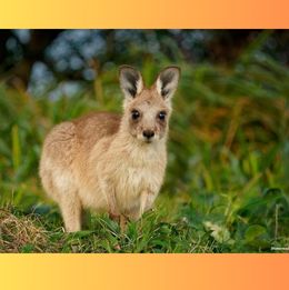 Kangaroo