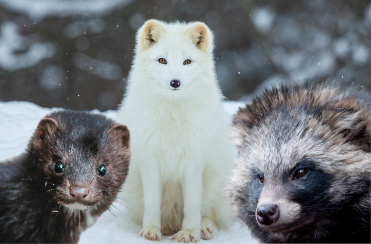 mink, arctic fox, and raccoon dog