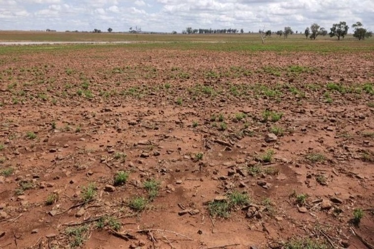 cattle destruction