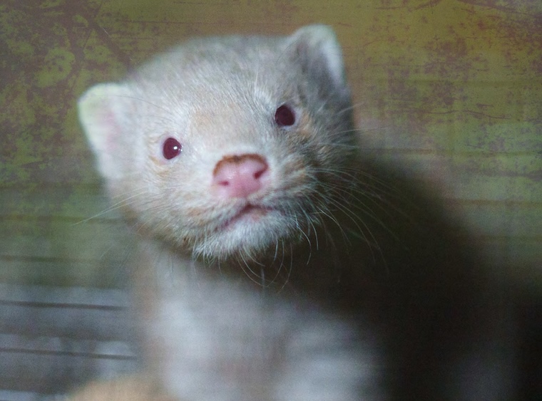 baby Mink