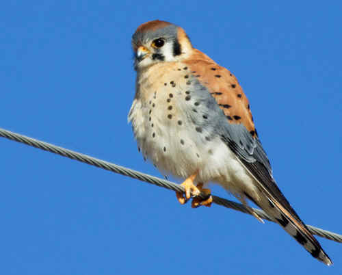 Creations Cry David Prather kestrel