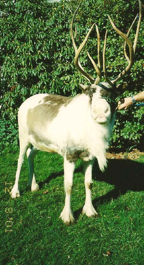 God’s Promise to Every Creature!-2