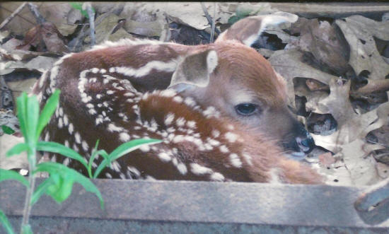 Seeing the Past and the Future for Animals