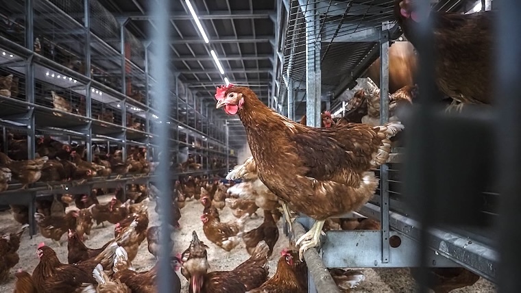 cage-free cage