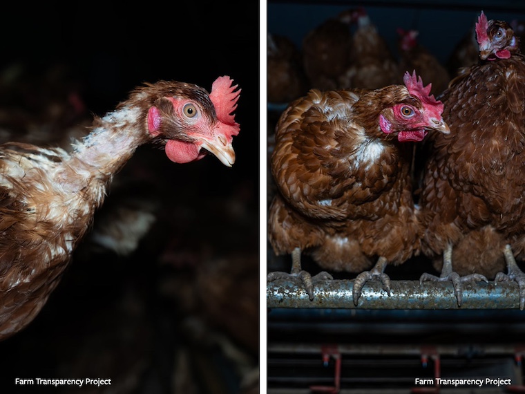 suffering chickens