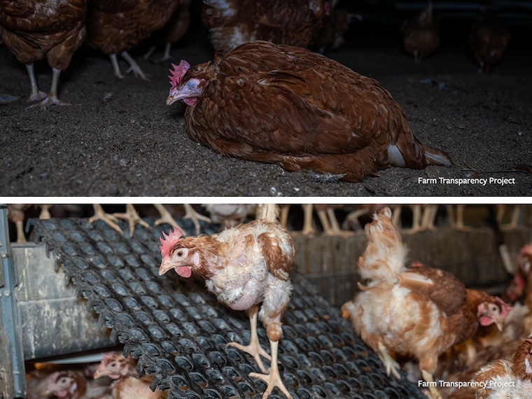 suffering chickens