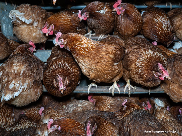 crowded chickens
