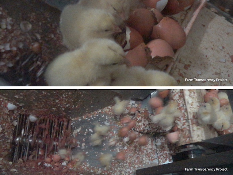 chicks about to be killed