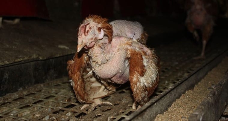 suffering Hen