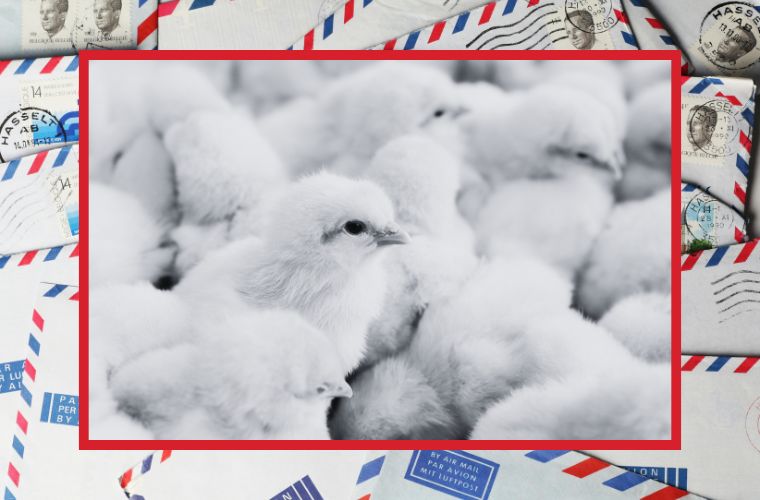 image of mail and chicks