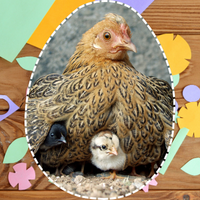 hen, chicks, and colorful paper