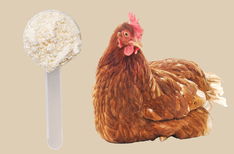 protein powder and hen