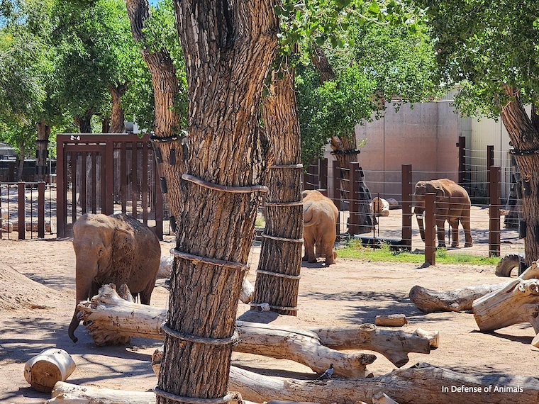 elephants and wire-wrapped trees