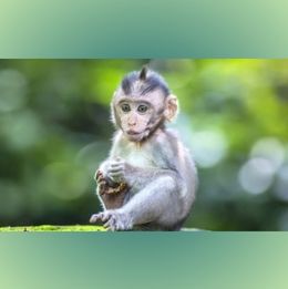 baby Macaque