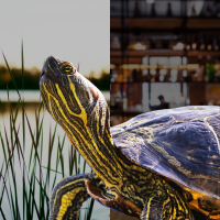 turtle, pond, and bar