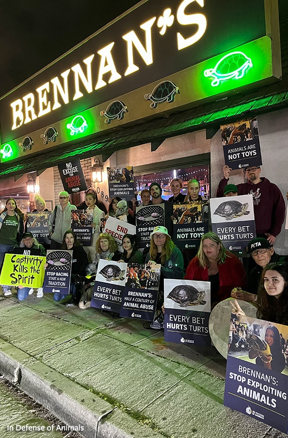 protest against turtle racing