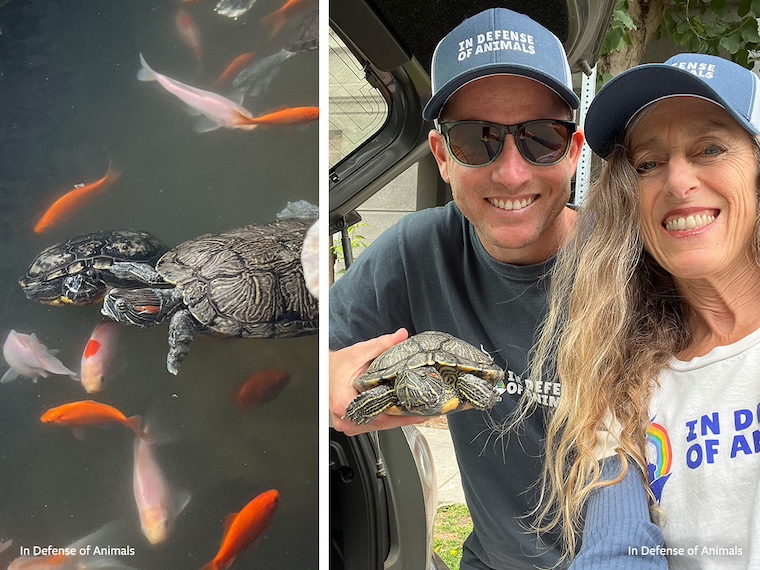 rescued turtles