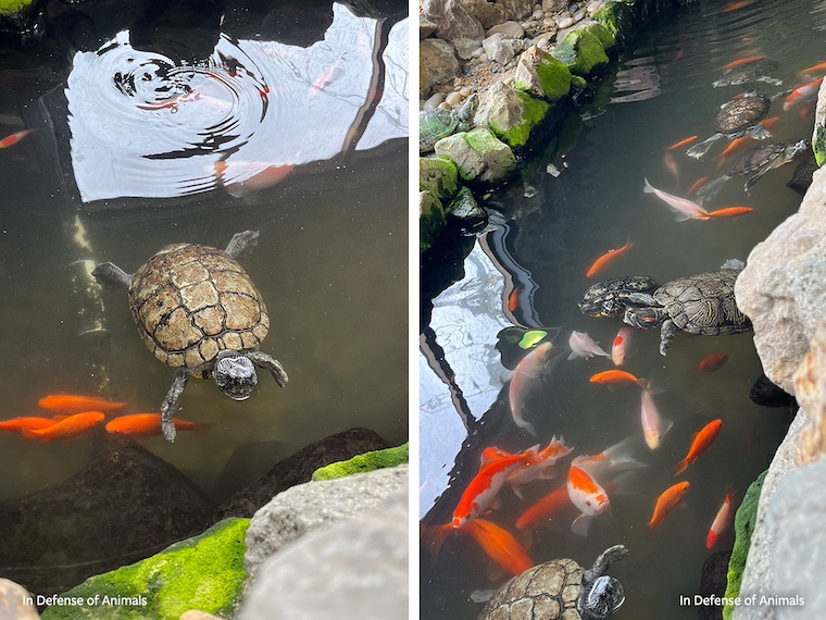 rescued turtles