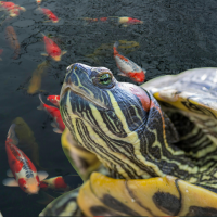 turtle and fishes