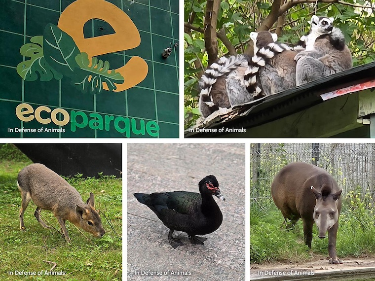 photos of creatures and EcoParque