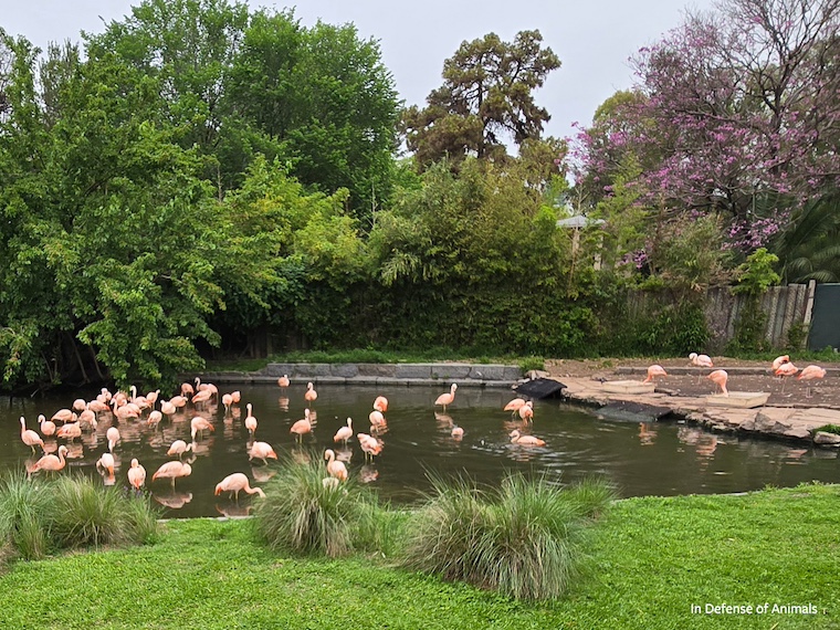 flamingos