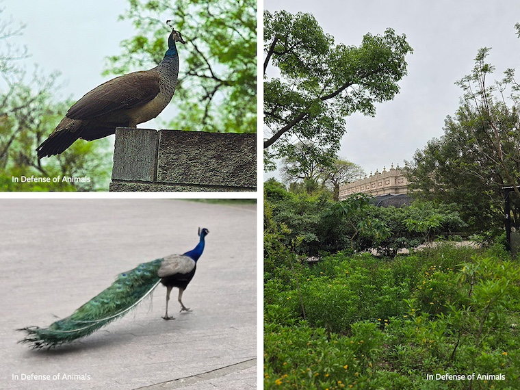 peacocks and view of building through trees