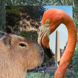 capybara, flamingo, and Buenos Aires