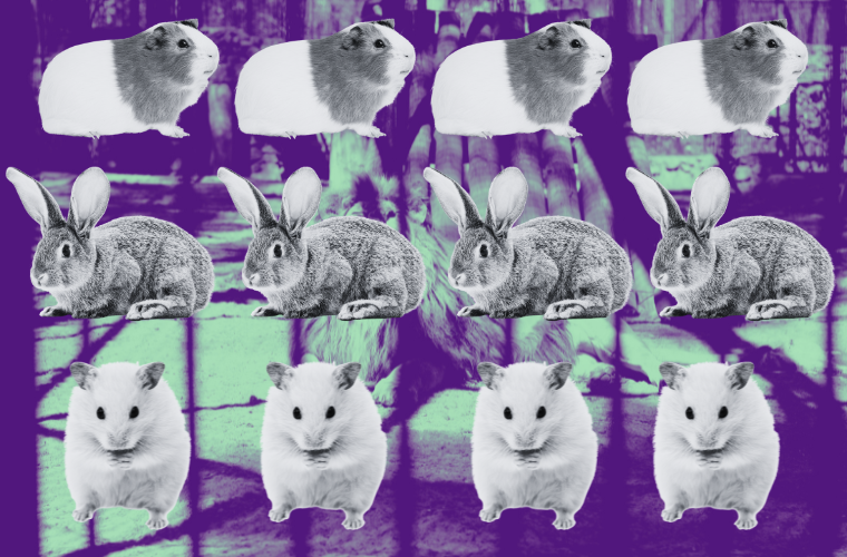 image of leopard and 1930s room