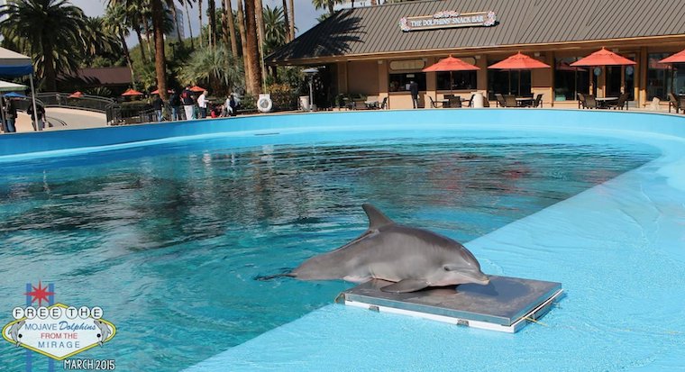 Captive Dolphin Dies From Lung Infection on Las Vegas Strip at Just 19
