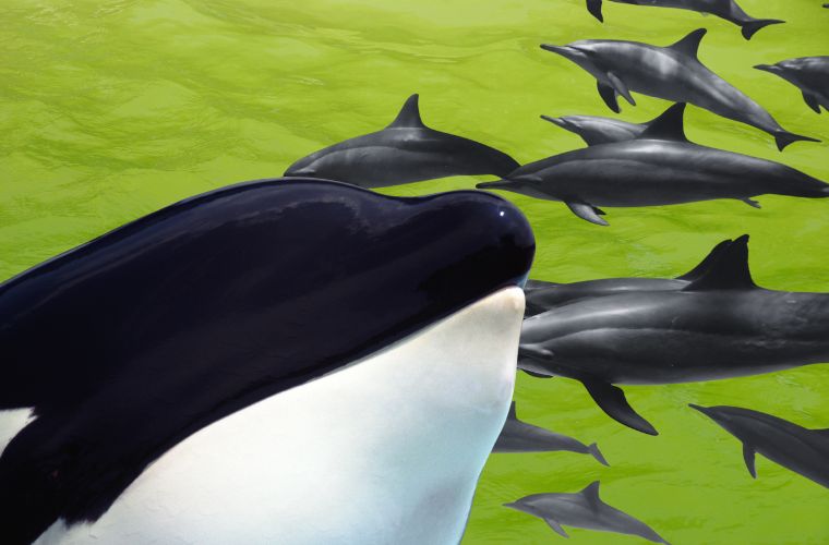 graphic with green water, orca face, and dolphins