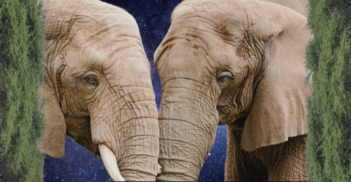 two African elephants and a stary sky