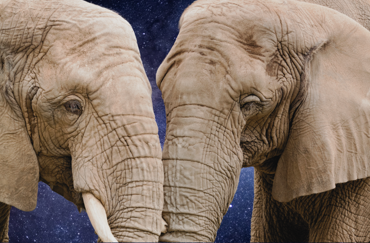 two African elephants and a stary sky
