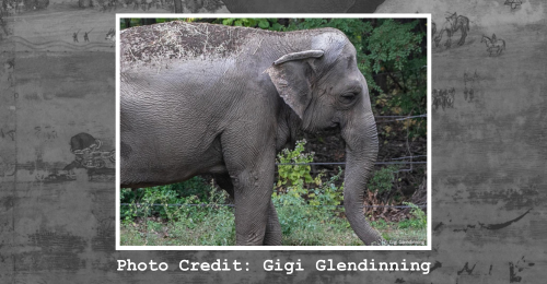 Happy the elephant