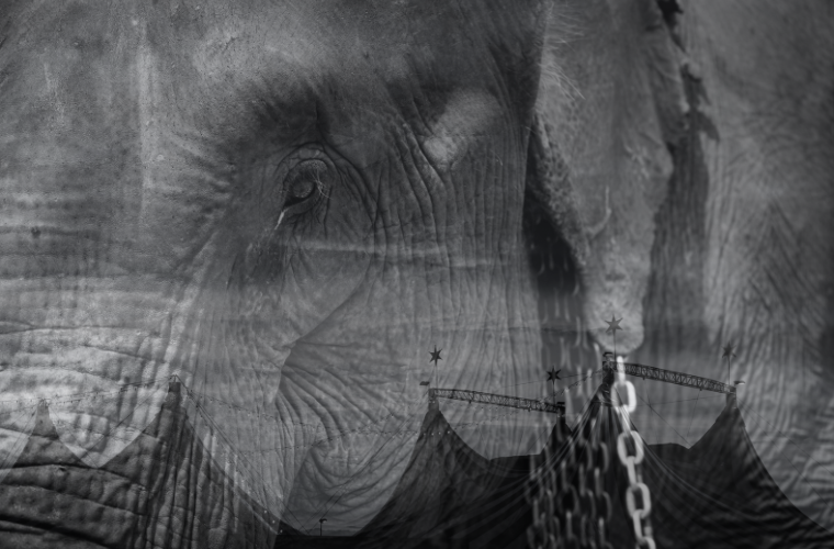 image of circus tents superimposed on photo of elephant in chains