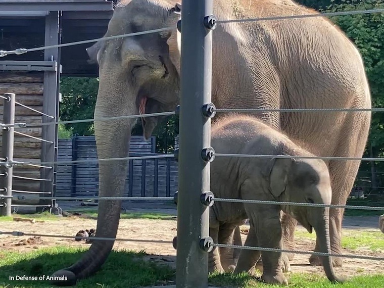 mother and baby elephants