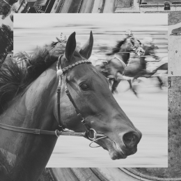 horse and horseracing