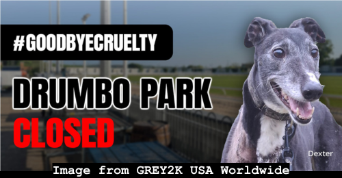 GREY2K graphic with greyhound