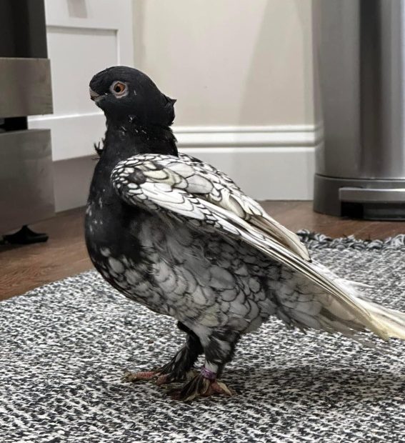 Pigeon Winnie