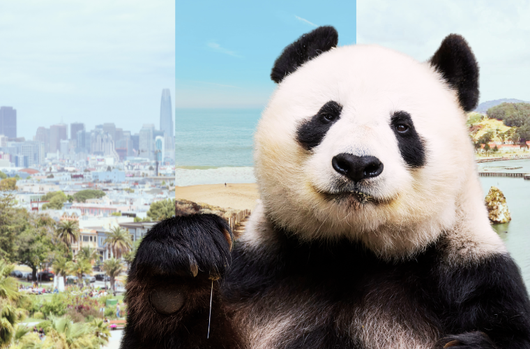 panda and images of San Francisco