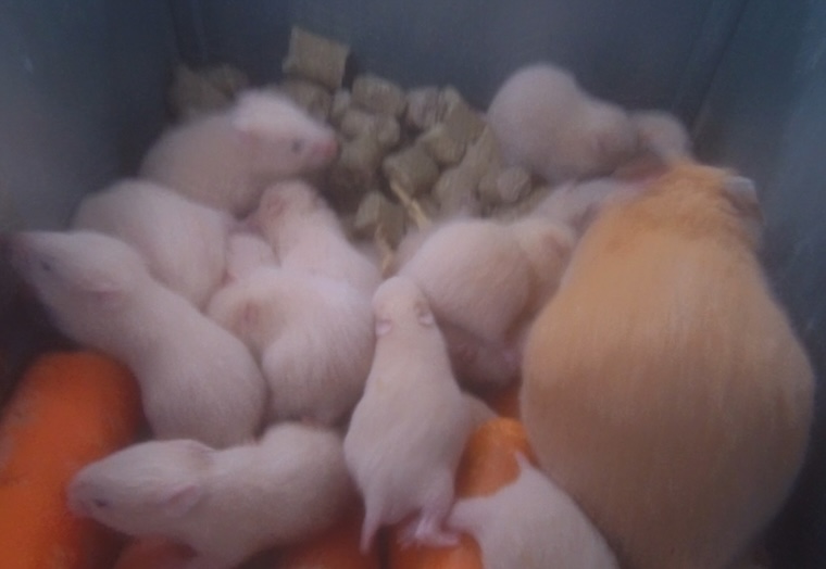 crowded Hamster cages