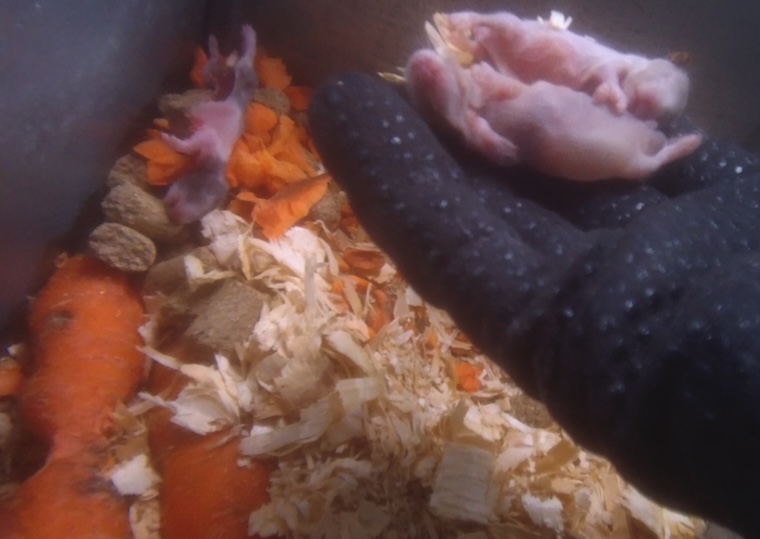 dead hamster babies