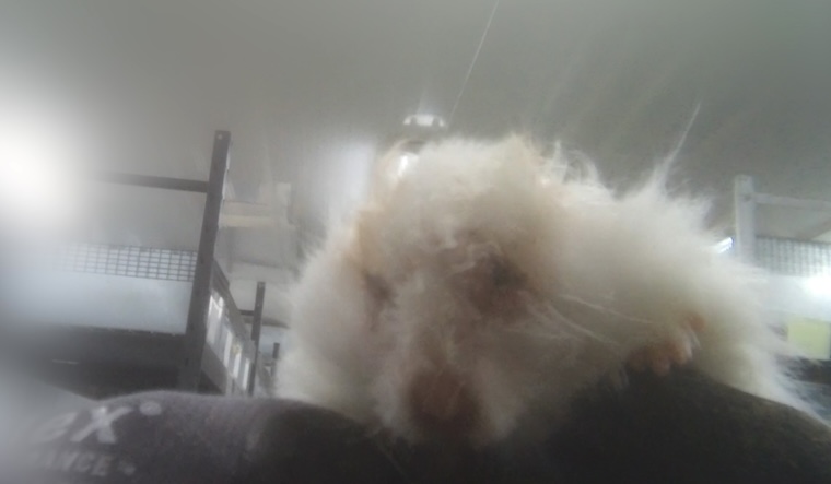 untreated Hamster injury