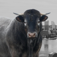bull and Pittsburgh