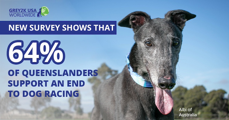 GREY2K graphic with greyhound