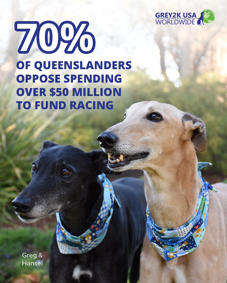 GREY2K graphic with greyhounds