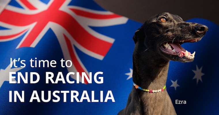GREY2K graphic with Australian flag and greyhound
