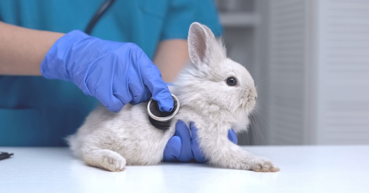 rabbit veterinarian