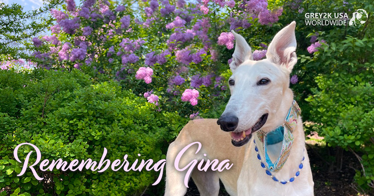 Greyhound Gina