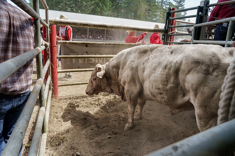 bull in pen