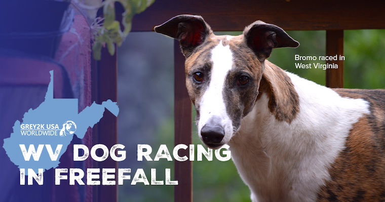 GREY2K graphic with greyhound